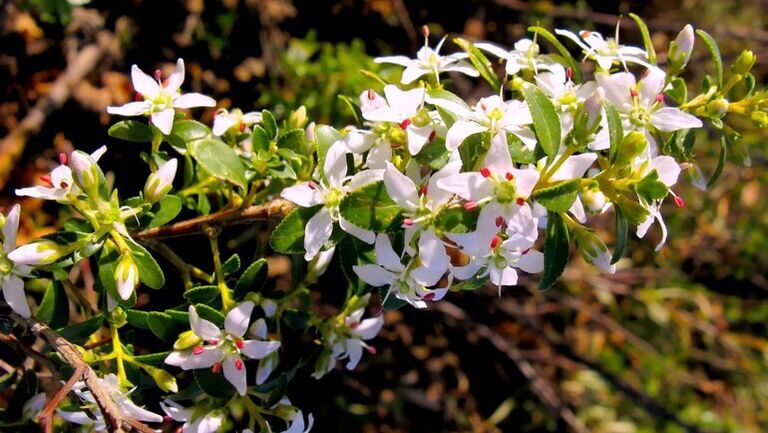 Buch folhas em cistolax