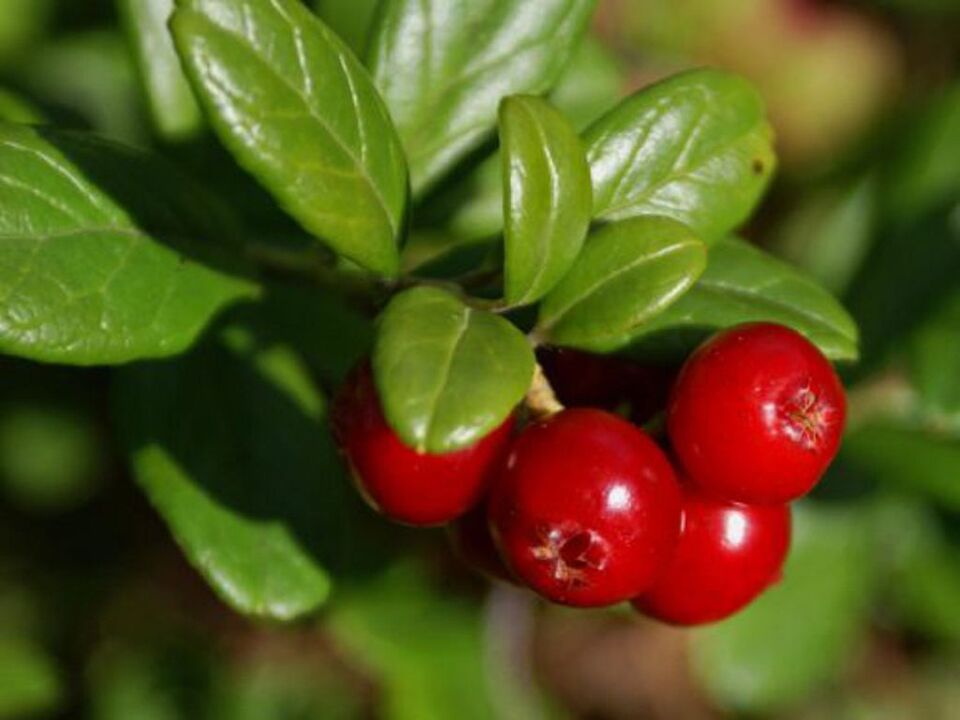Lingonberry para cistite em mulheres